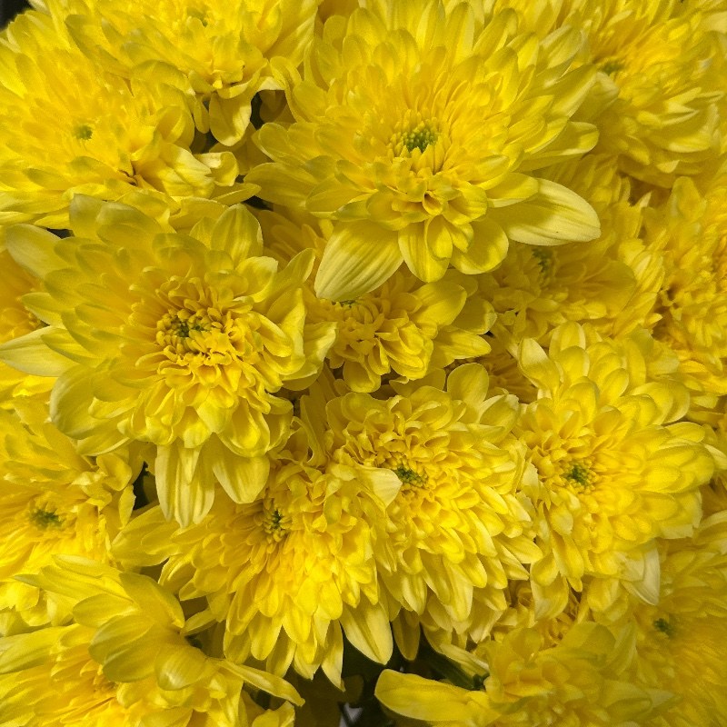 Алтай жовтий/Chr T Altaj Yellow — КВІТКОВИЙ ЛАН