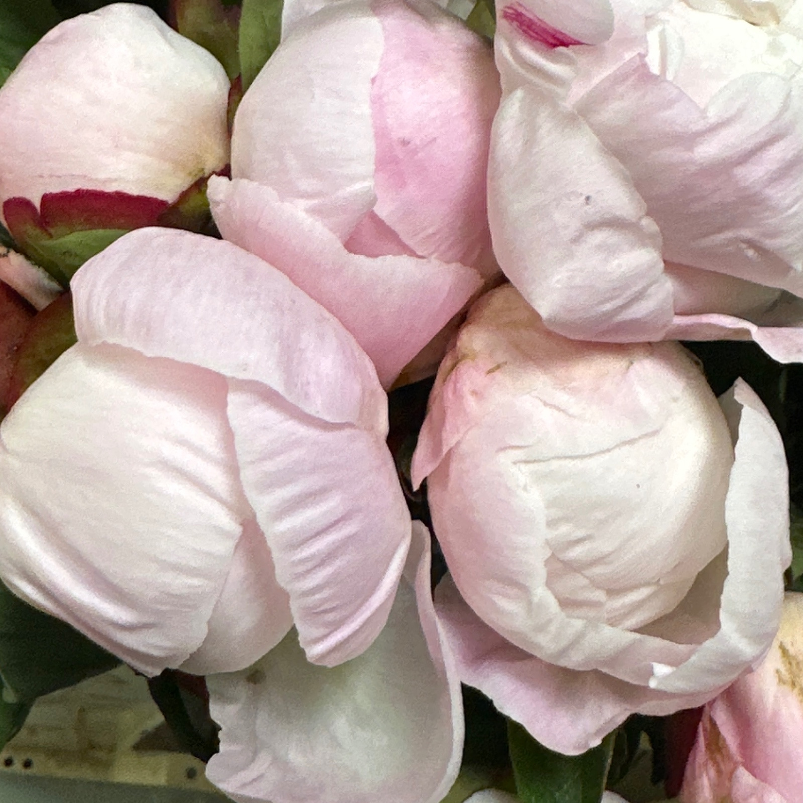 Півонія Гарденія/Paeonia Gardenia — КВІТКОВИЙ ЛАН