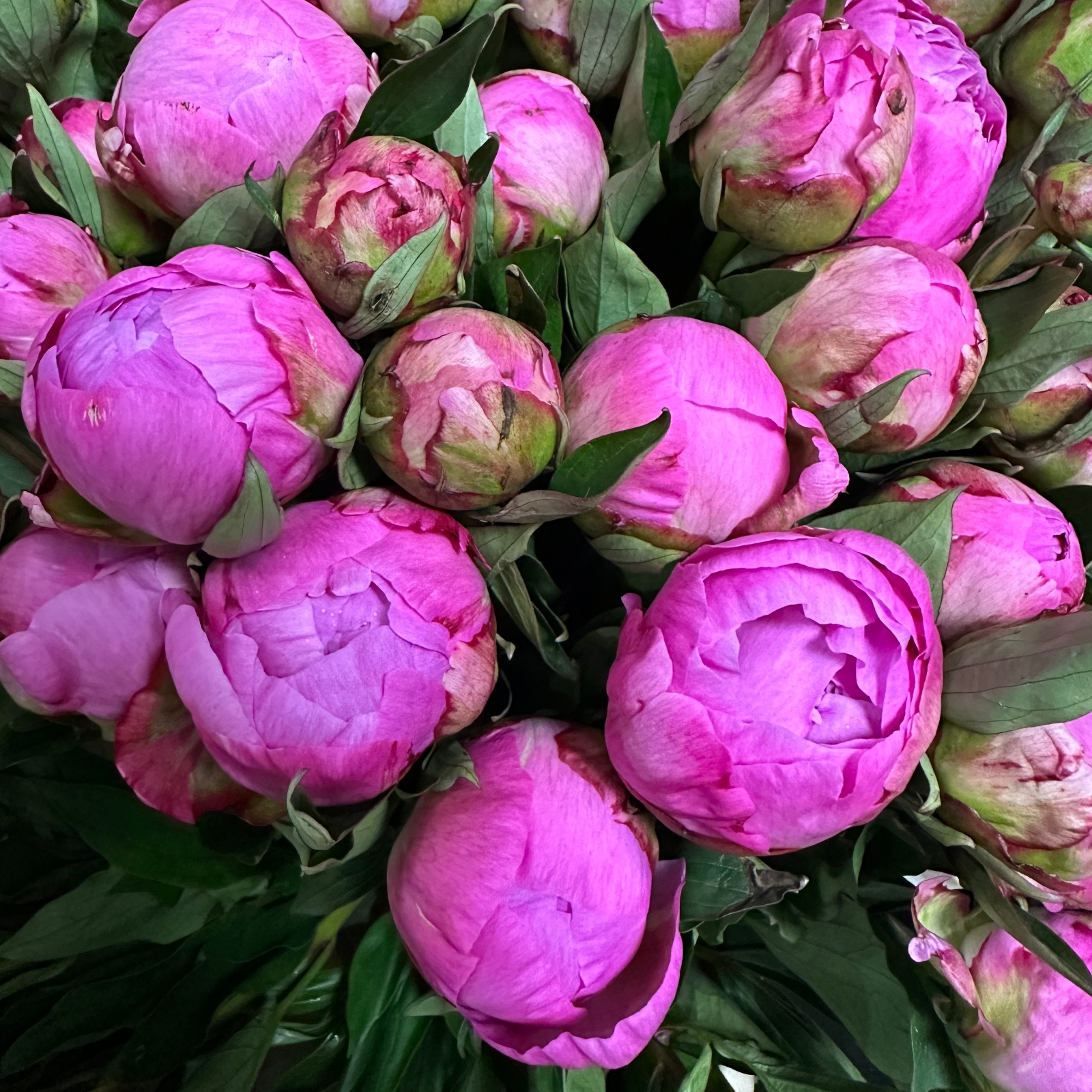 Півонія Фламінг/Paeonia Flaming — КВІТКОВИЙ ЛАН