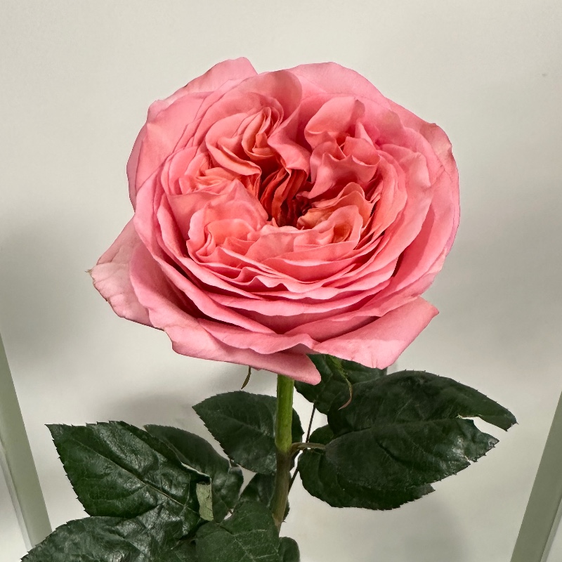 Пінк експрешн/Pink expression 60 см — КВІТКОВИЙ ЛАН