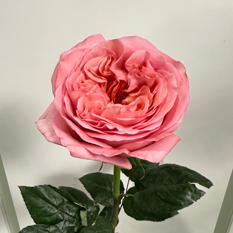 Пінк експрешн/Pink expression 70 см — КВІТКОВИЙ ЛАН