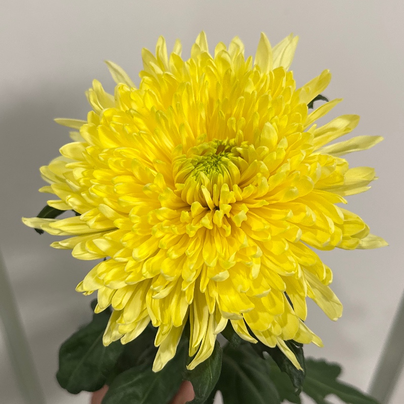 Хр. Magnum yellow/Магнум жовта — КВІТКОВИЙ ЛАН