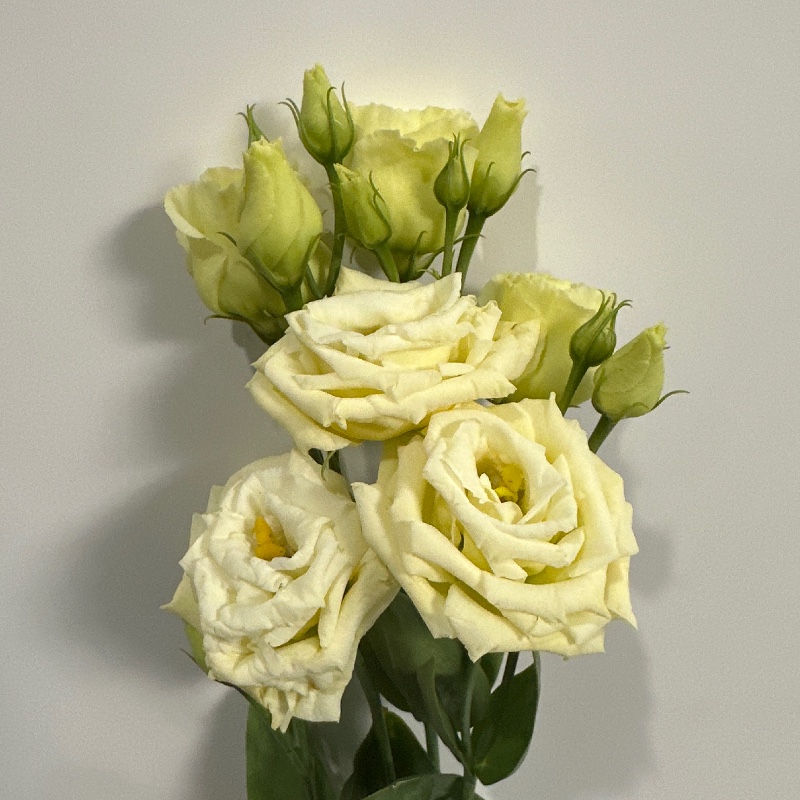 Еустома  rosita yellow — КВІТКОВИЙ ЛАН