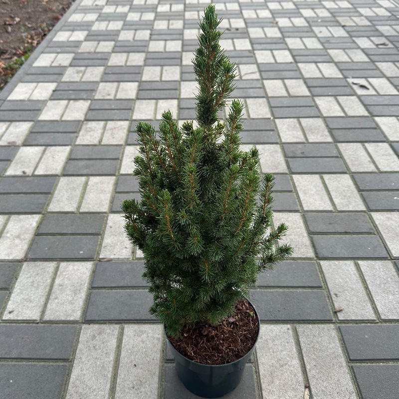 Ялинка 70см — КВІТКОВИЙ ЛАН