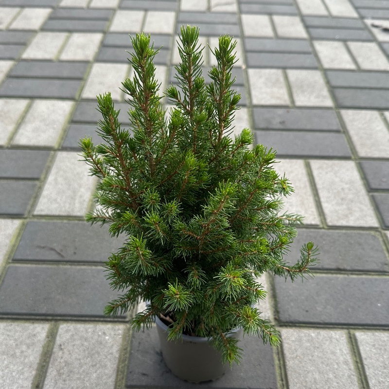 Ялинка 40см — КВІТКОВИЙ ЛАН