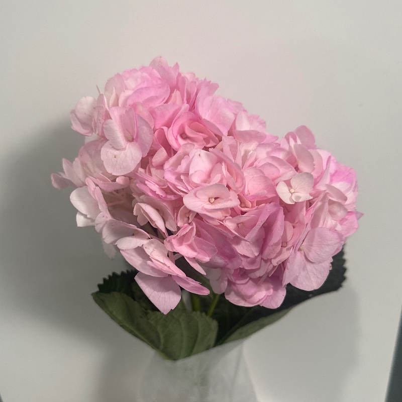 Гортензія premium light pink рожева — КВІТКОВИЙ ЛАН