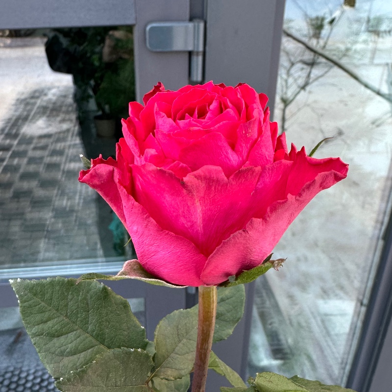 Мадам серіз/Madam cerise 50 — КВІТКОВИЙ ЛАН