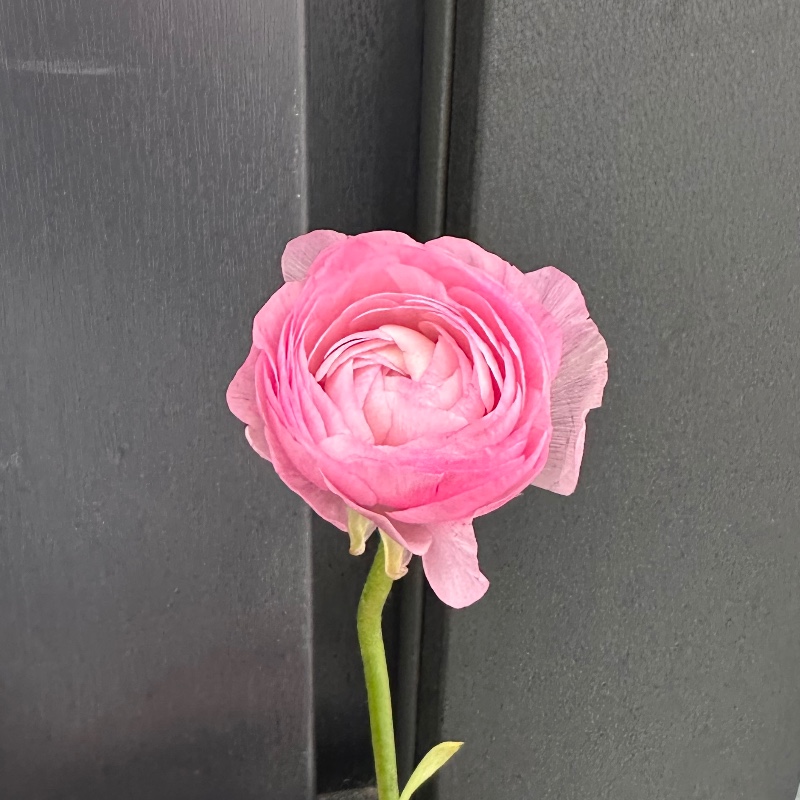 Рануннкулюс рожевий 35см/Ranunculus pink — КВІТКОВИЙ ЛАН