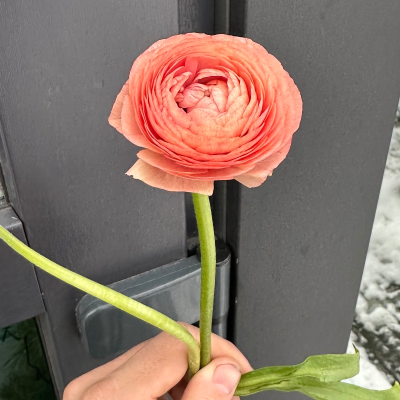 Рануннкулюс помаранчевий 35см/Ranunculus peach — КВІТКОВИЙ ЛАН