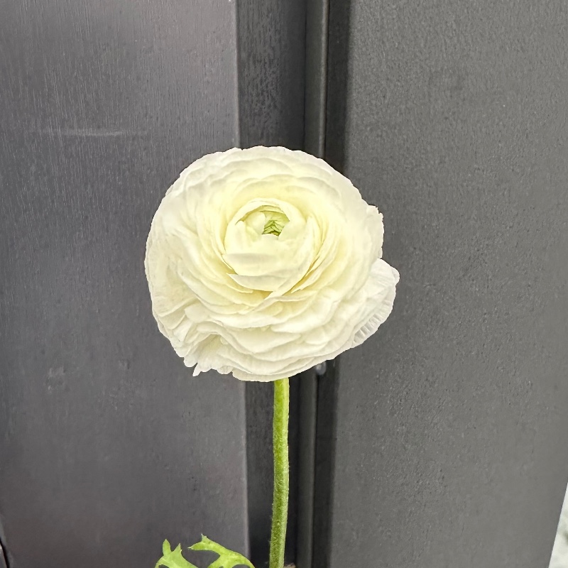 Рануннкулюс білий 35см/Ranunculus white — КВІТКОВИЙ ЛАН