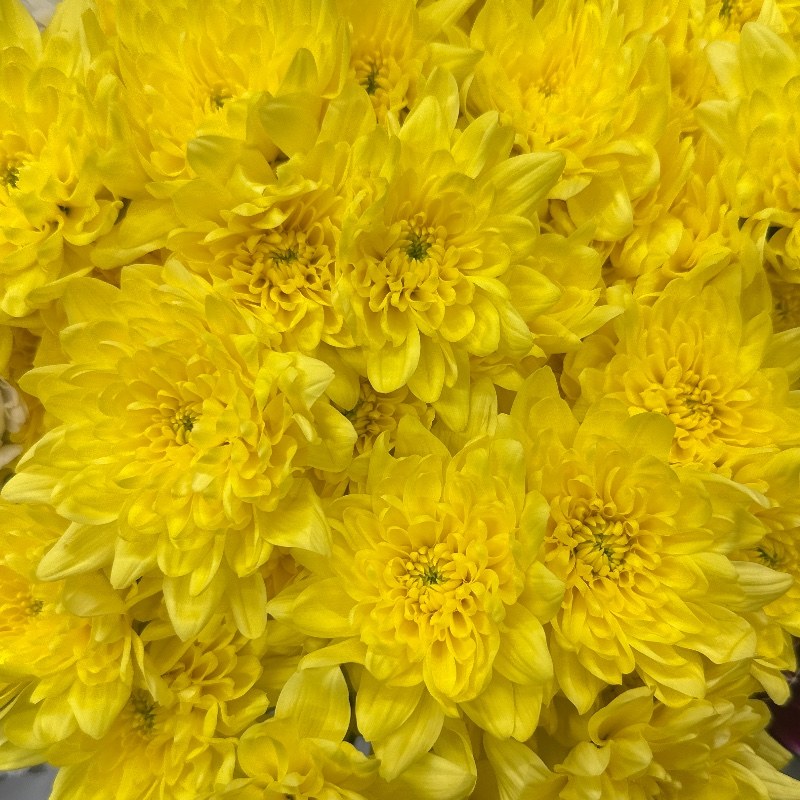 Хр. Піна колада жовта/Pina colada yellow — КВІТКОВИЙ ЛАН