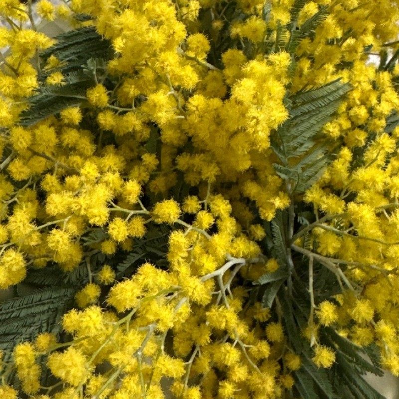 Мімоза — КВІТКОВИЙ ЛАН
