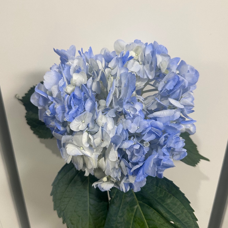 Гортензія premium blue/блакитна — КВІТКОВИЙ ЛАН