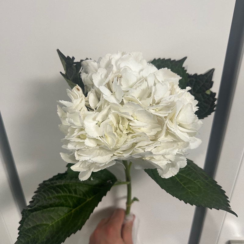 Гортензія premium white/біла — КВІТКОВИЙ ЛАН