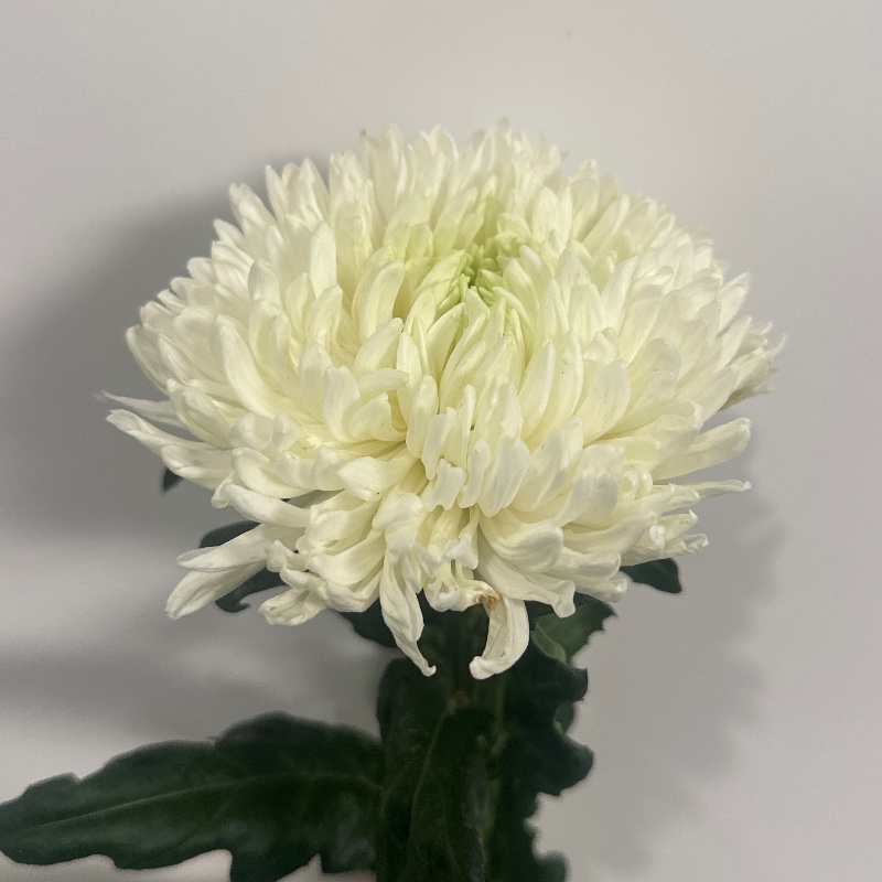 Хр. Magnum/Магнум — КВІТКОВИЙ ЛАН
