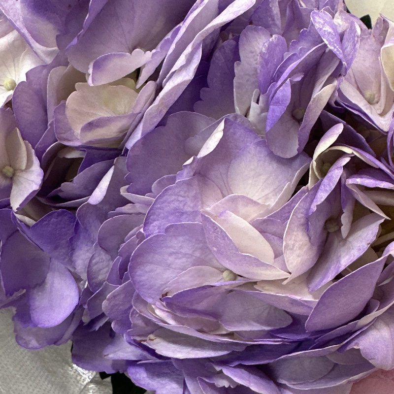 Гортензія premium lavander/лавандова — КВІТКОВИЙ ЛАН