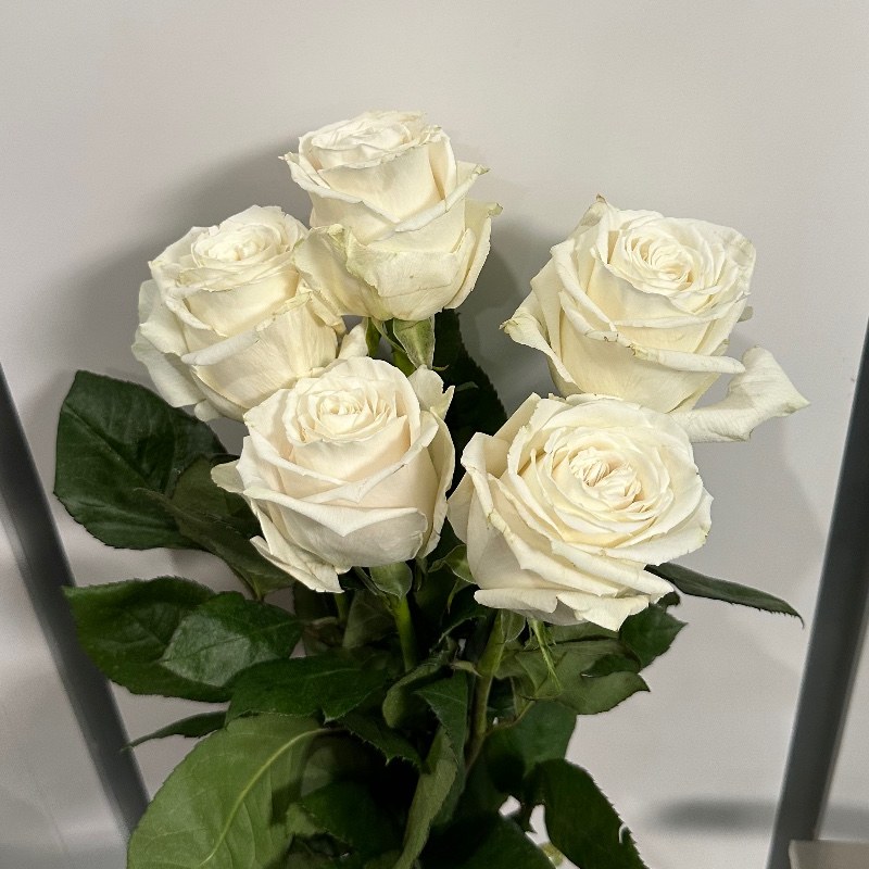 Букет Плая Бланка 60 см (ТС0275) — КВІТКОВИЙ ЛАН