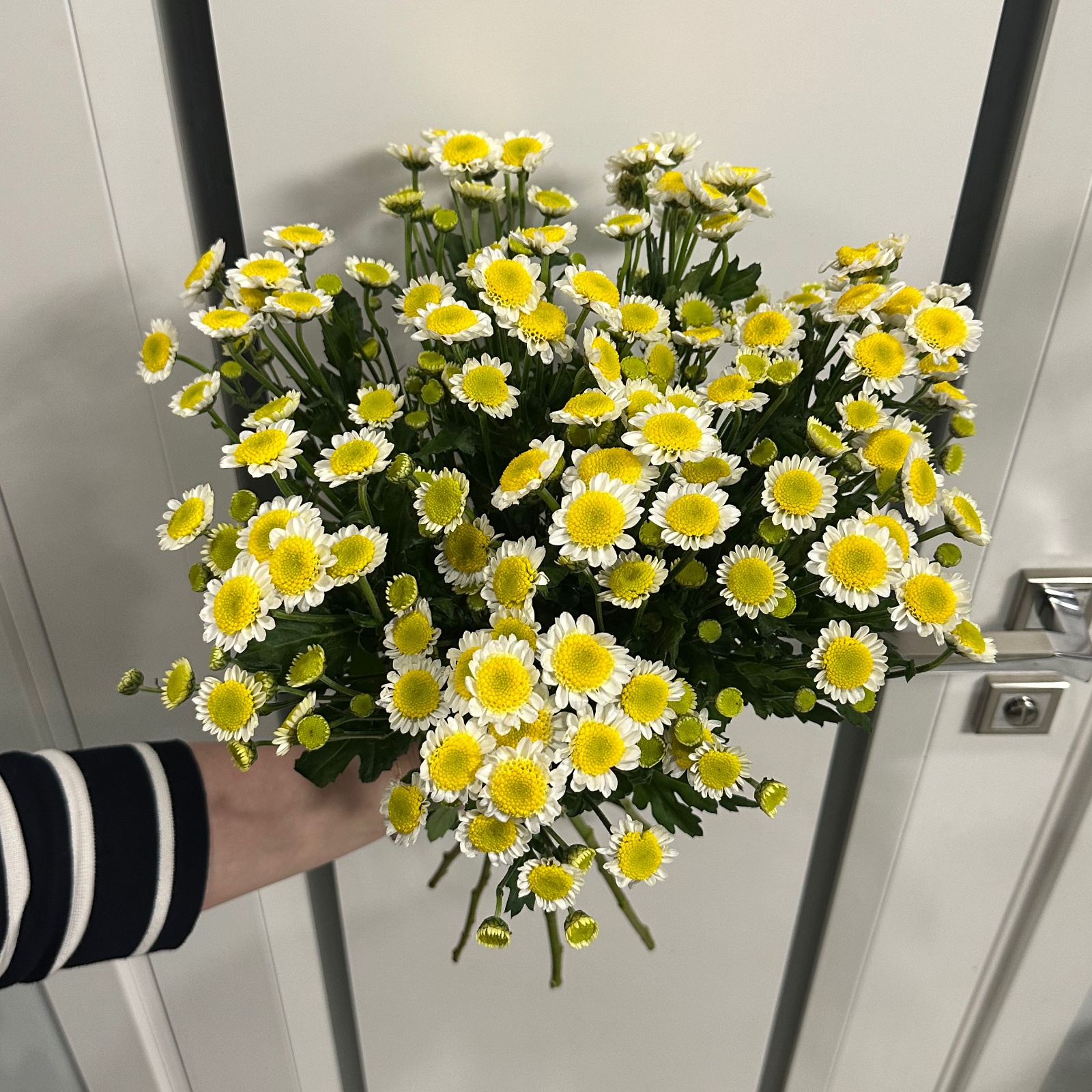 Букет Сантіні ромашка велика середина (КС0358) — КВІТКОВИЙ ЛАН