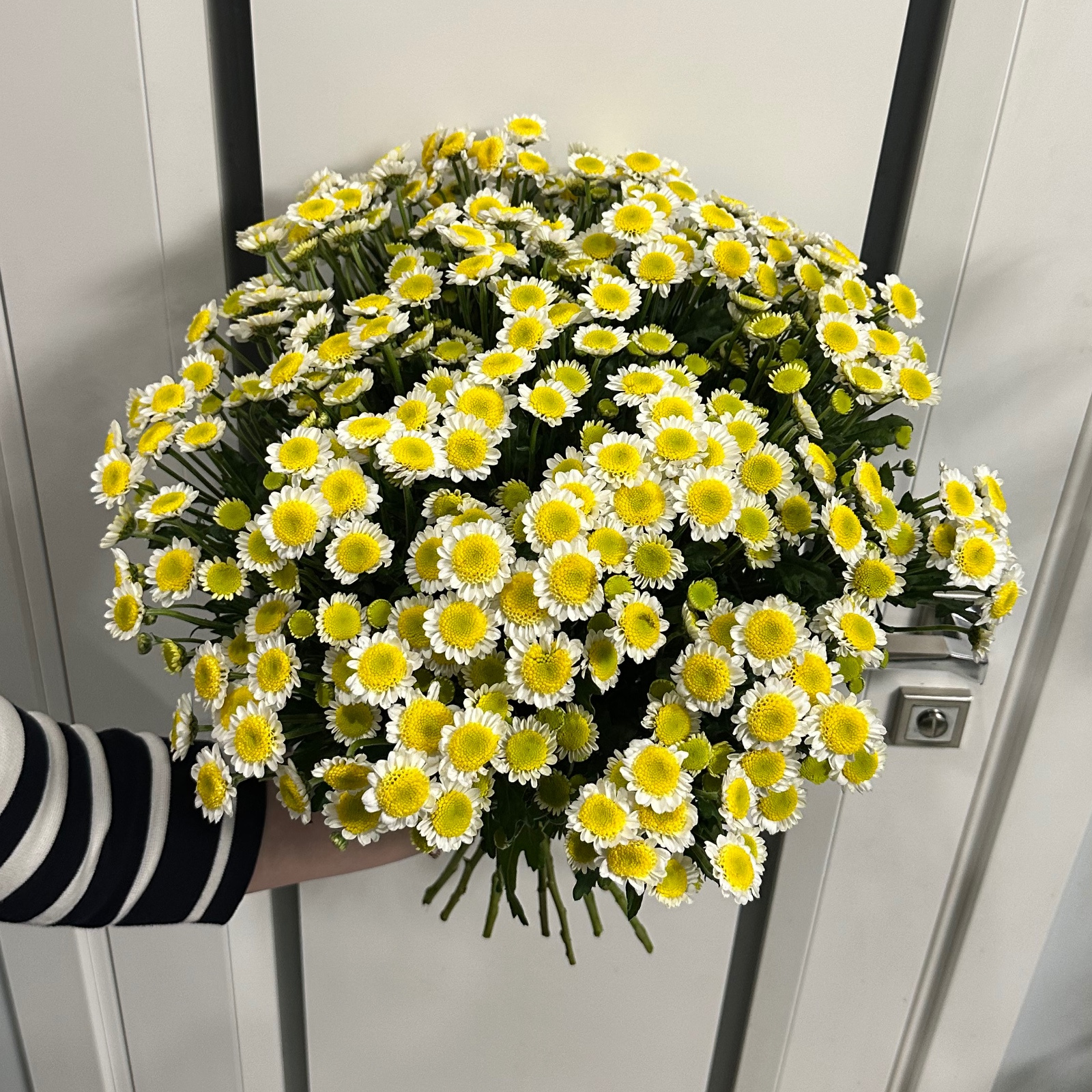 Букет Сантіні ромашка велика середина (ТС0359) — КВІТКОВИЙ ЛАН